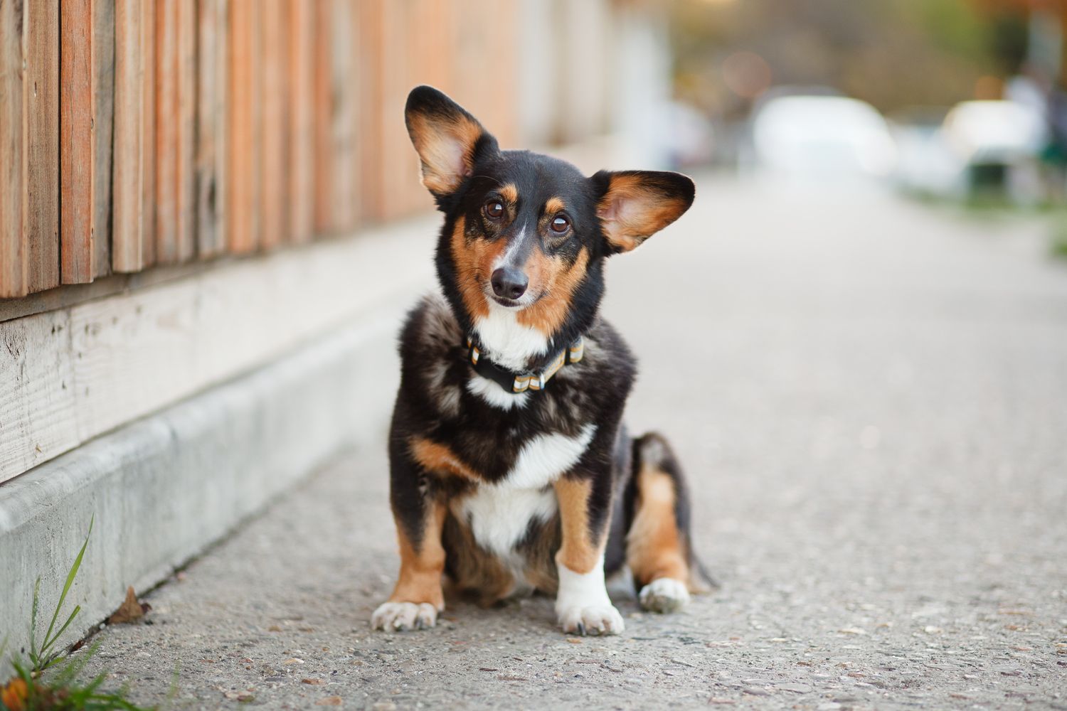 Tri-color Corgi sits on a sidewalk beside a wooden fence in an urban setting.
