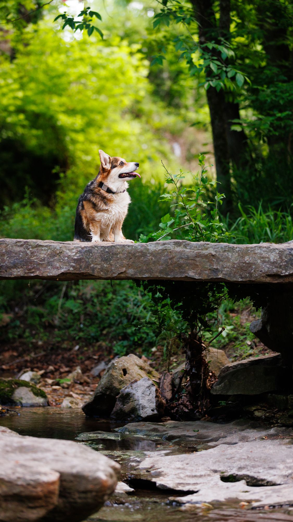 A Corgi dog sits on a rustic stone bridge over a creek, surrounded by lush green forest.