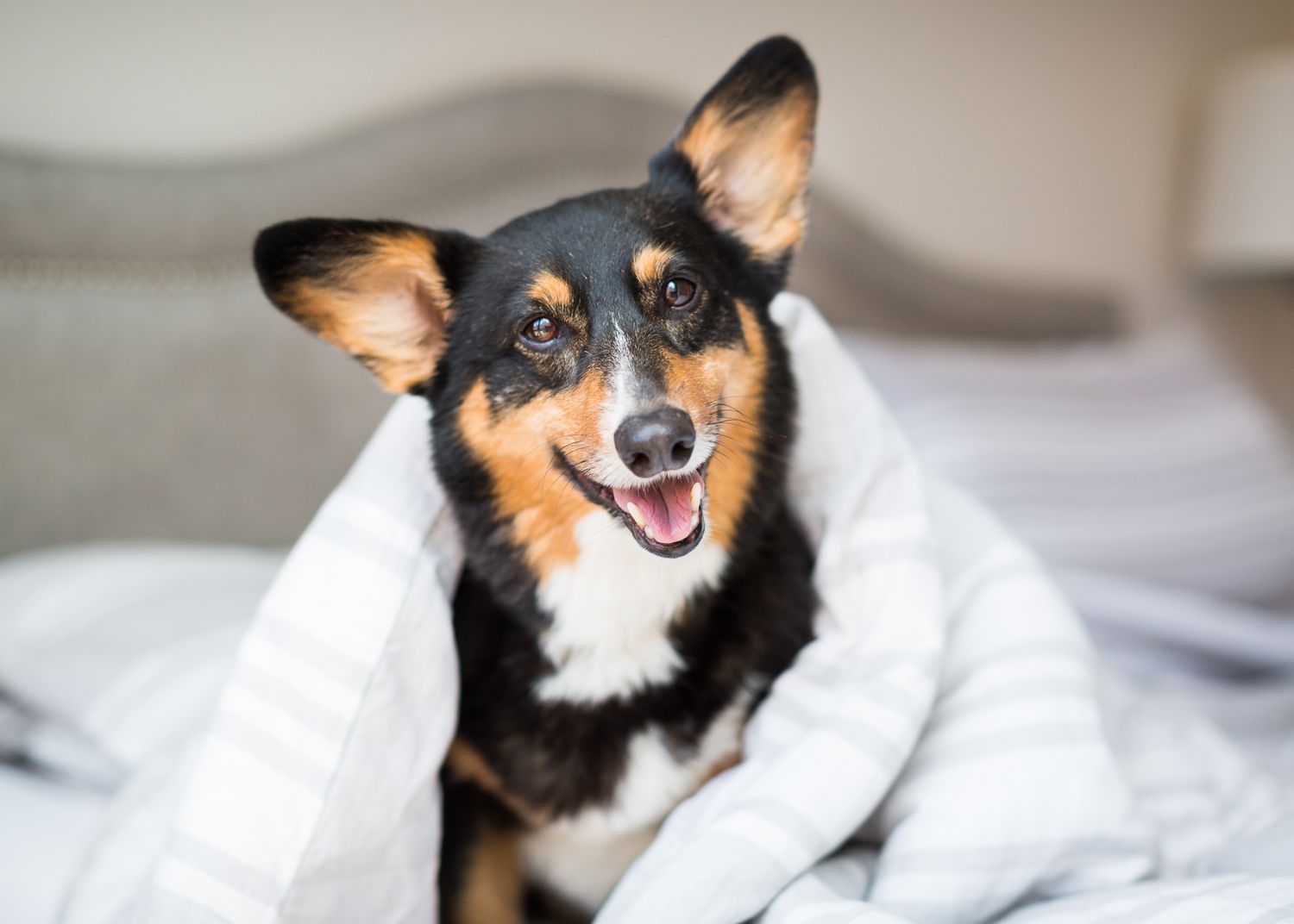 Happy Corgi mix dog smiling wrapped in a white blanket on a cozy bed.