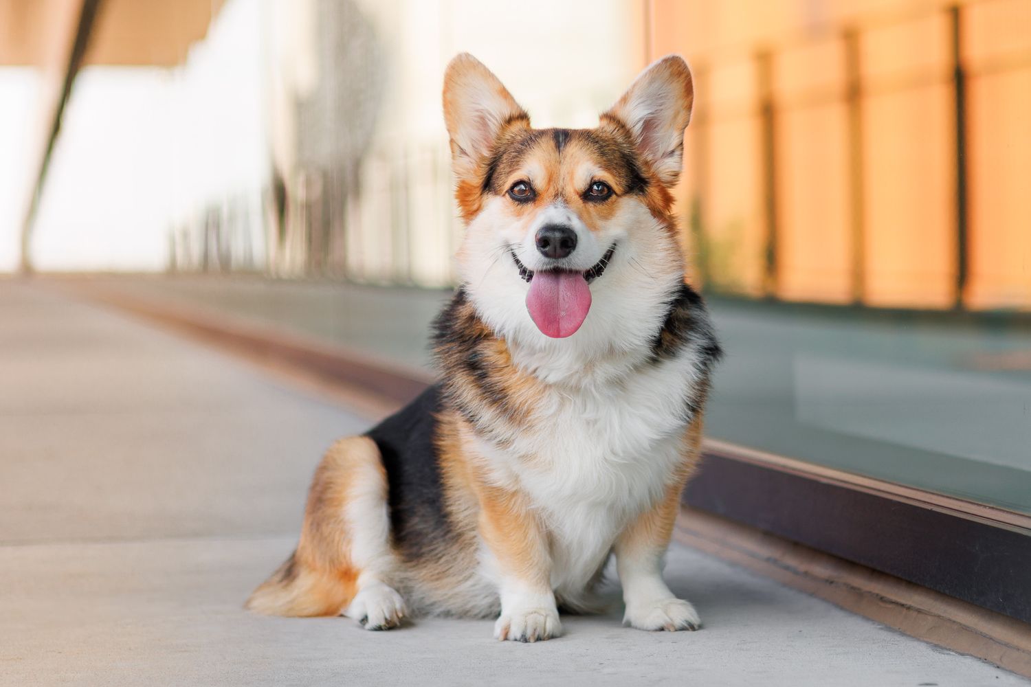 A tri-color Corgi dog sitting on a sidewalk with tongue out smiling in front of a modern building.