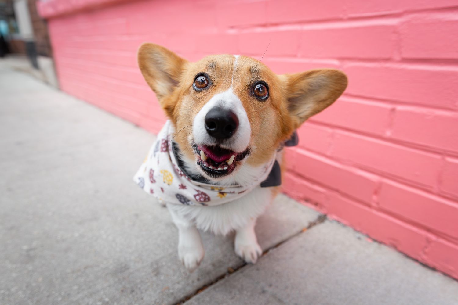 An adorable smiling Corgi dog wearing a floral bandana sitting in front of a pink brick wall.