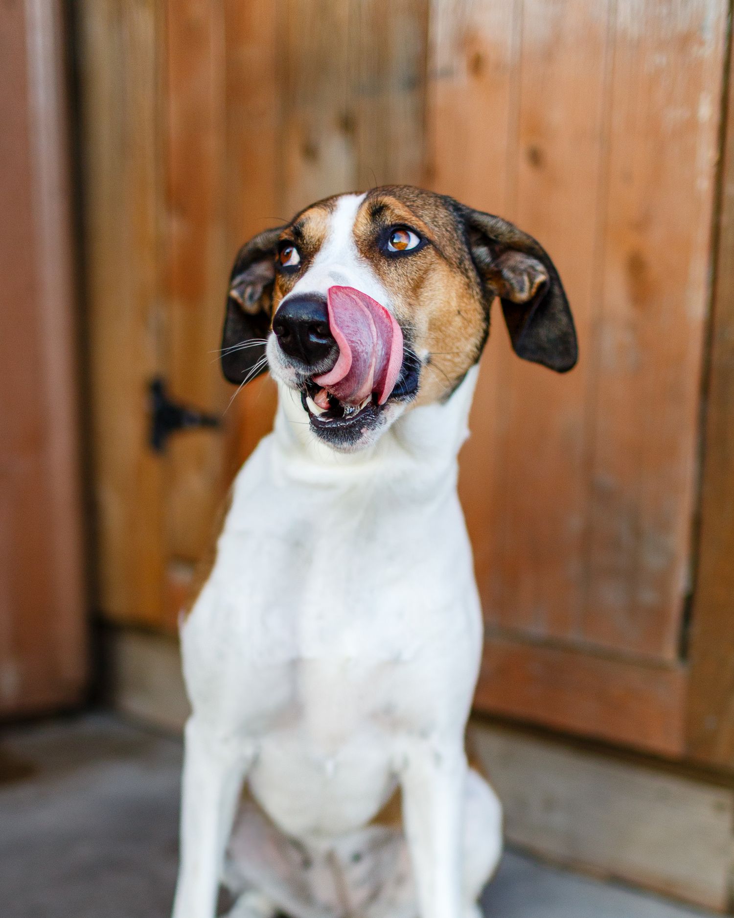 Tricolor hound dog sitting and licking its nose in front of a wooden door.
