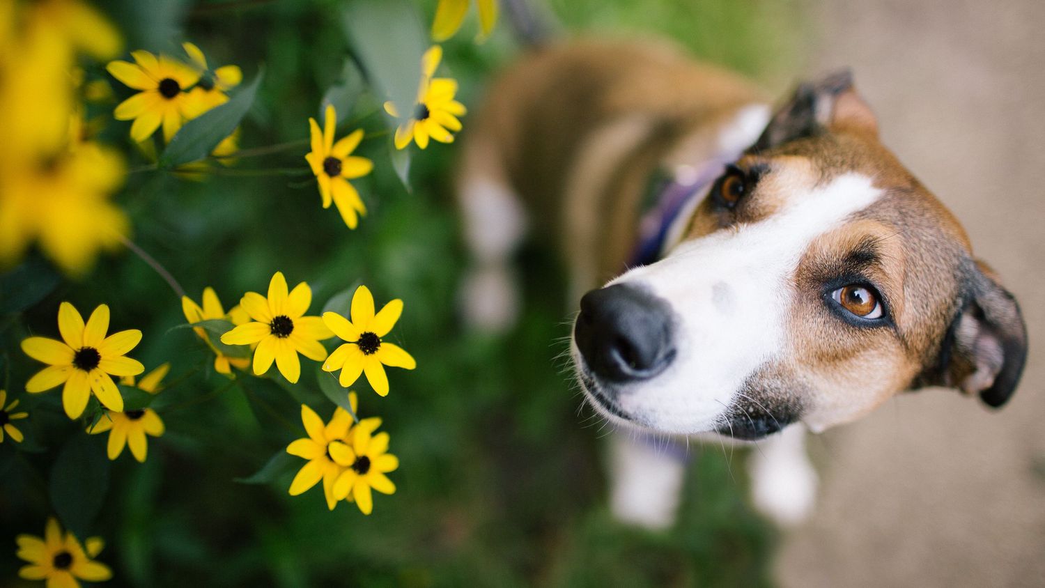 An adorable dog looking up curiously at bright yellow wildflowers in a garden setting.