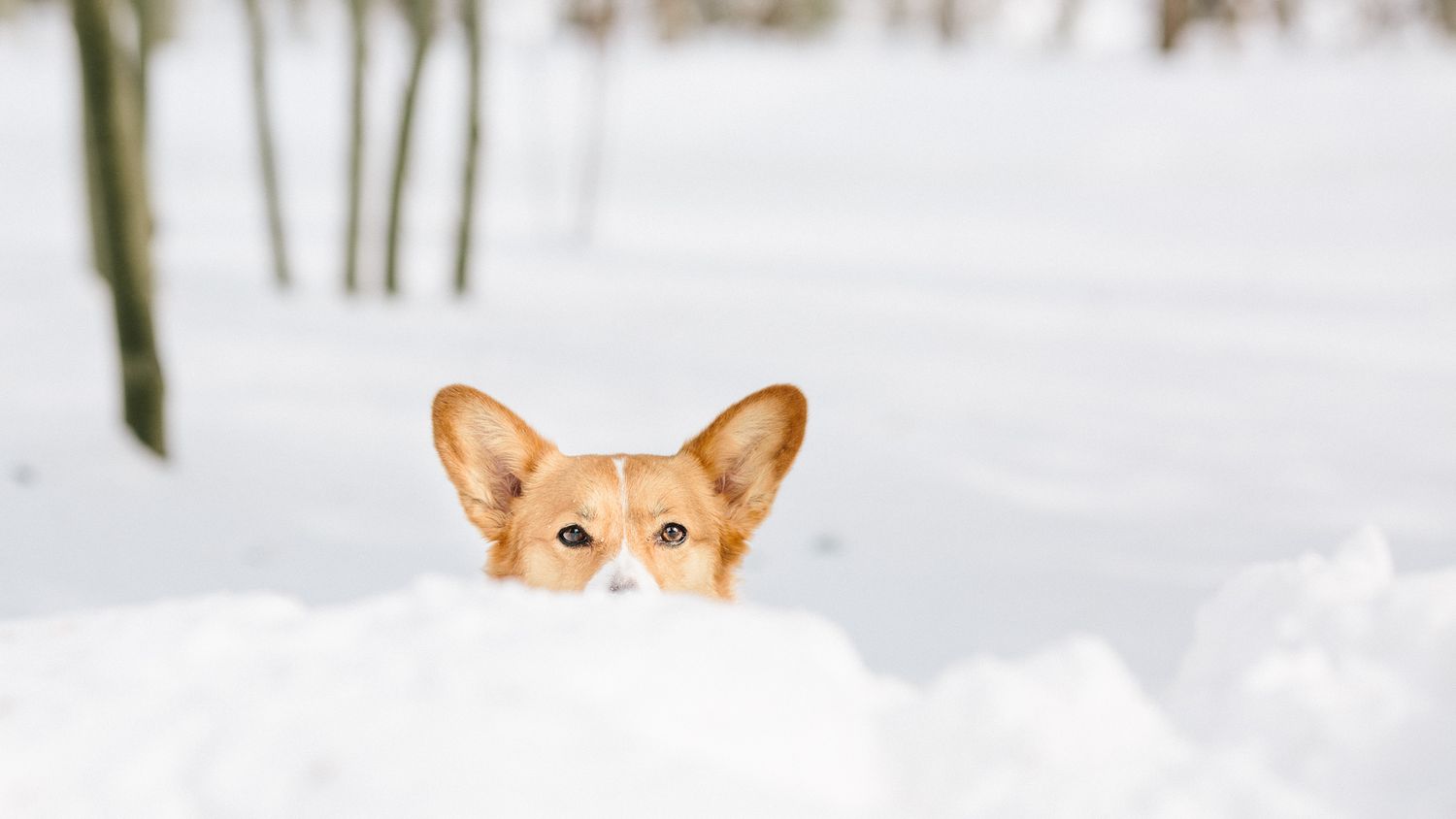 Cute Corgi dog peeking over a snow bank in a winter forest.