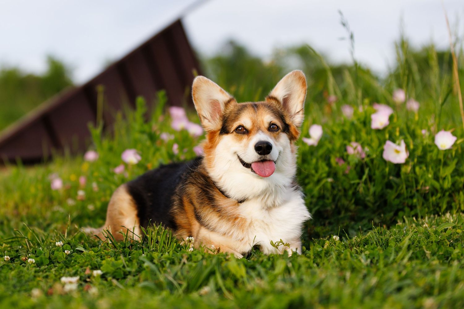 A happy Corgi puppy lying in green grass surrounded by small pink wildflowers outdoors.
