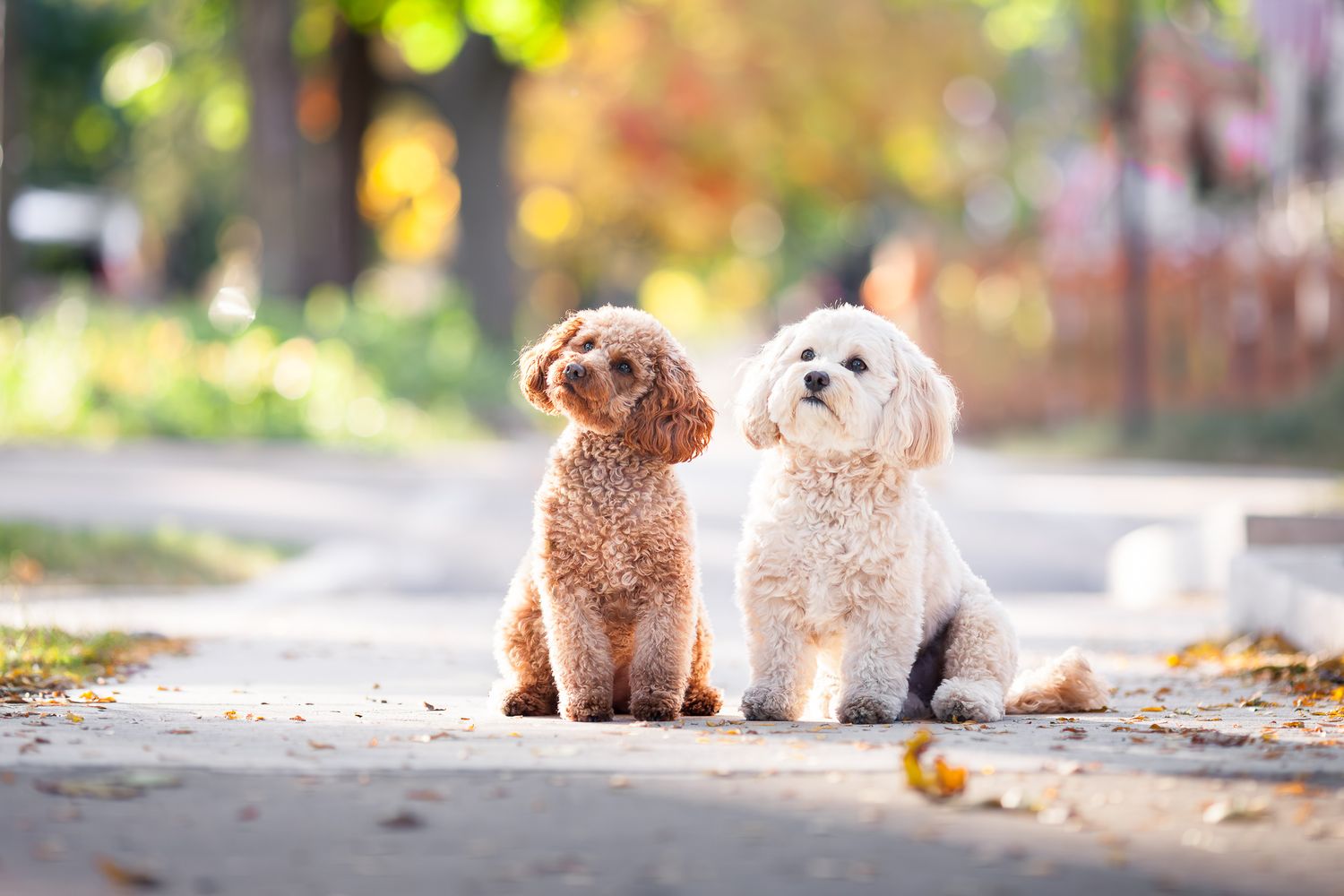 Two fluffy dogs, a brown and a white poodle mix, sitting together on a path in a sunny park.