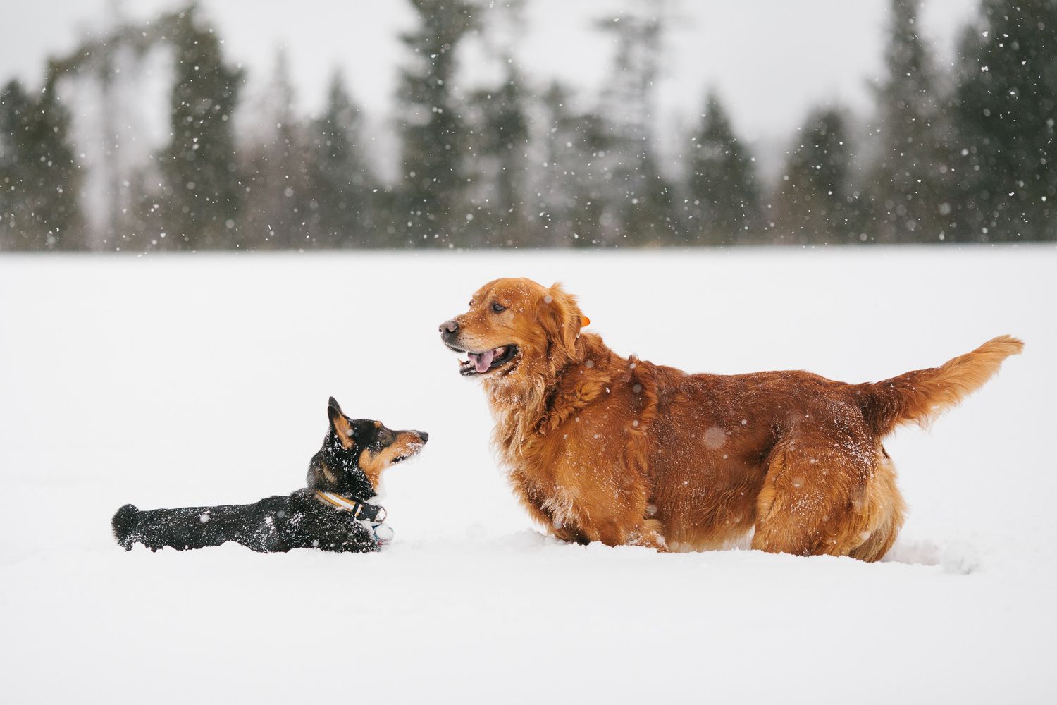 Golden retriever and small black dog play together in a snowy winter landscape.