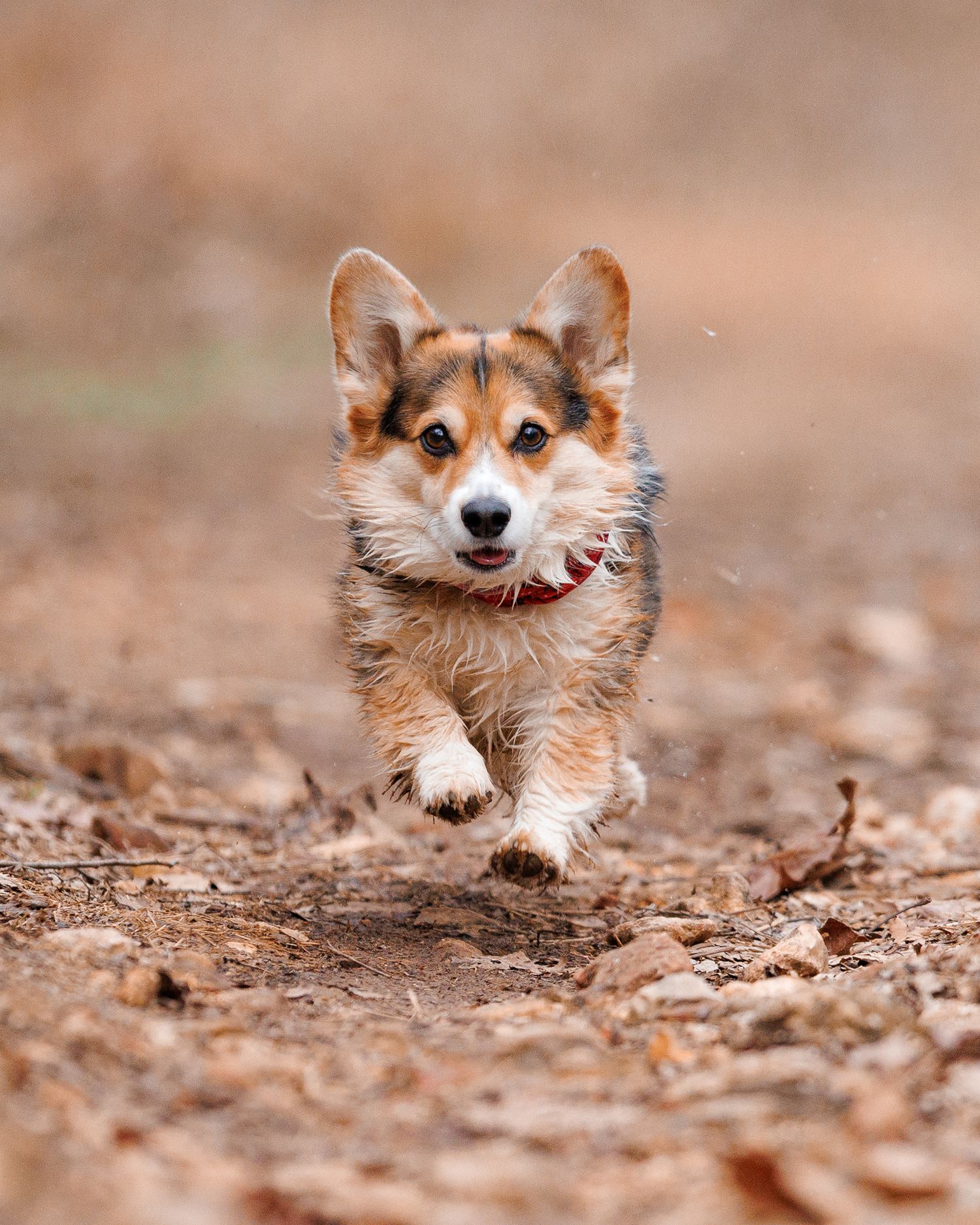 A muddy Corgi puppy with perky ears runs energetically toward the camera on a dirt path.