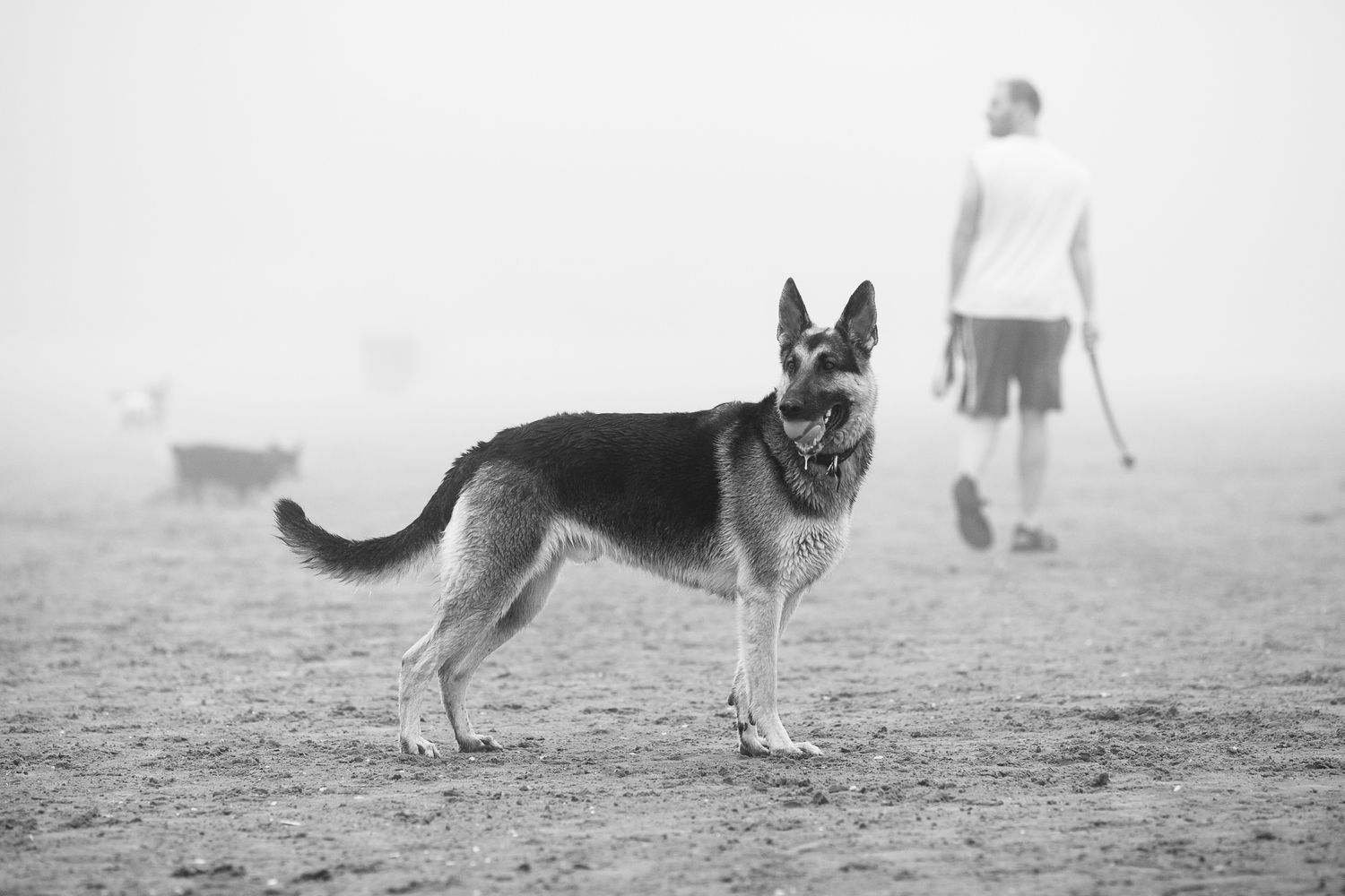German Shepherd dog standing alert on a foggy beach with a person walking in the background.