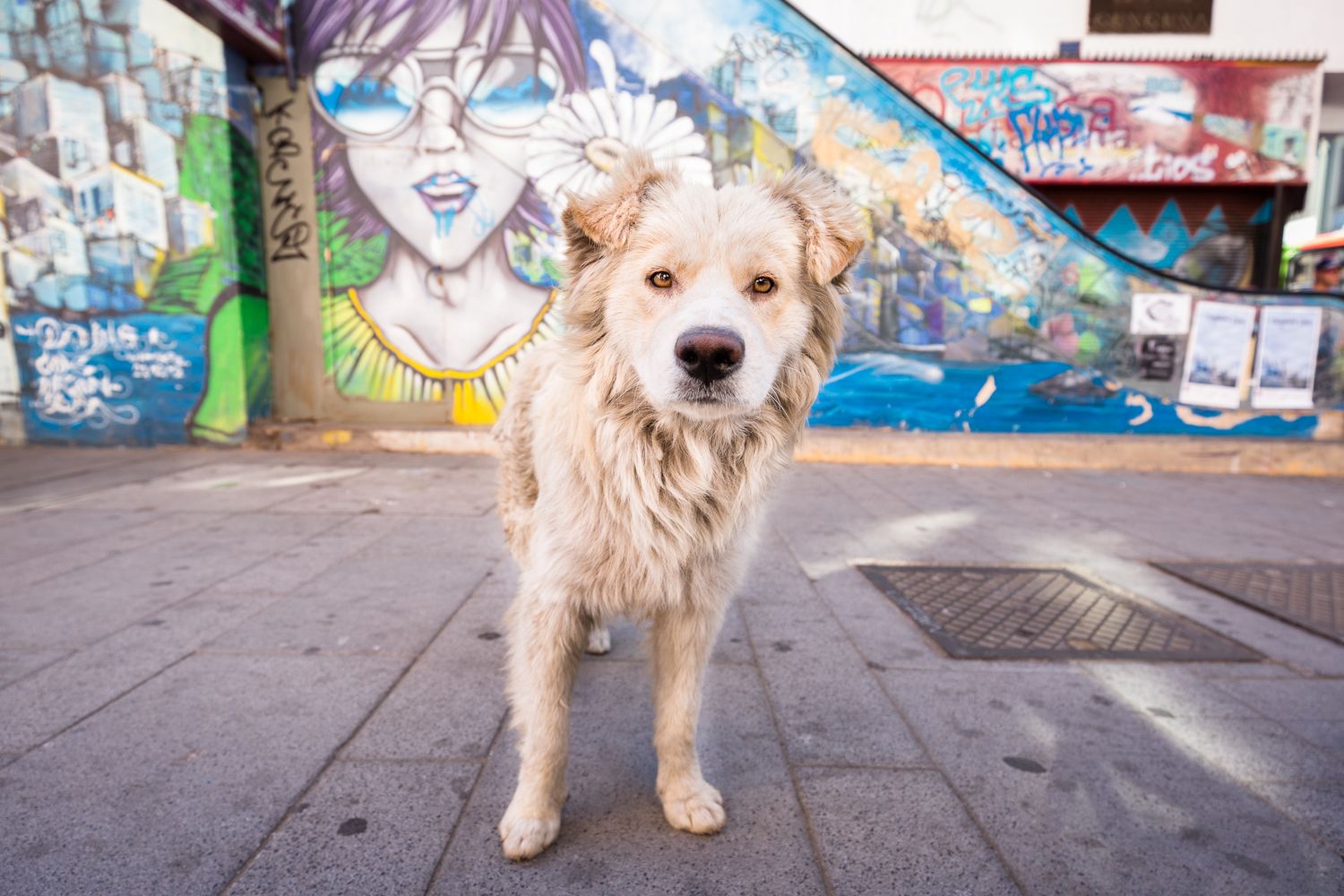 Scruffy white dog standing on a city sidewalk in front of a colorful graffiti mural.