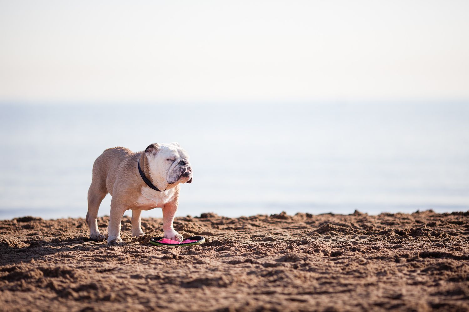 White English Bulldog standing on sandy beach near ocean shoreline on a clear day.