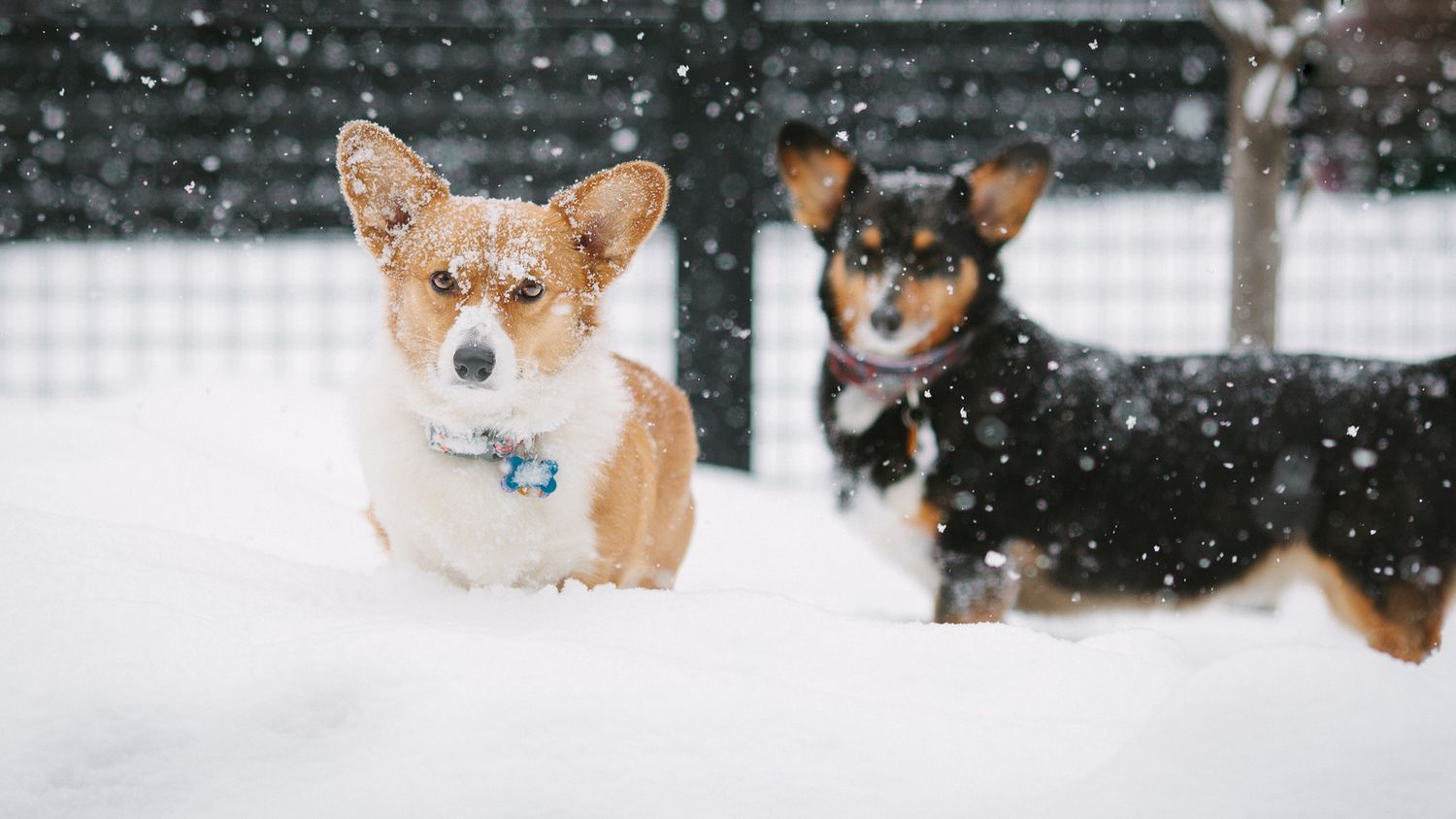 Two dogs, a Corgi and a black dog, playing in heavy snowfall outdoors.