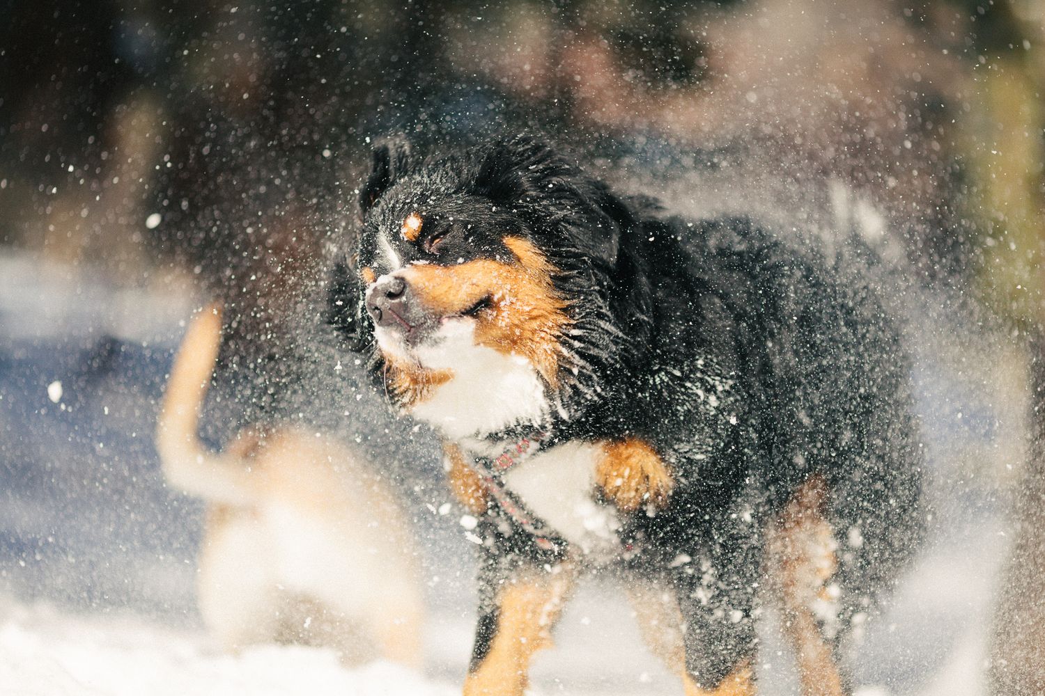 Bernese mountain dog shaking off snow in a winter outdoor setting.