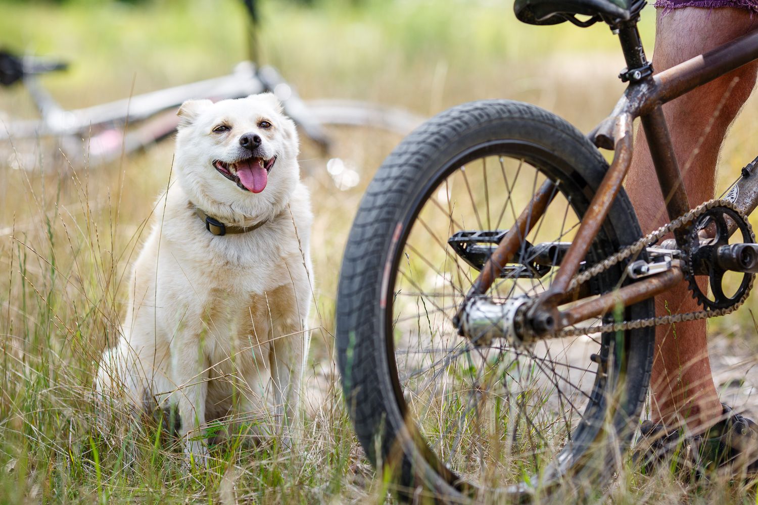 Happy white Labrador dog sitting in tall grass next to a mountain bike outdoors.