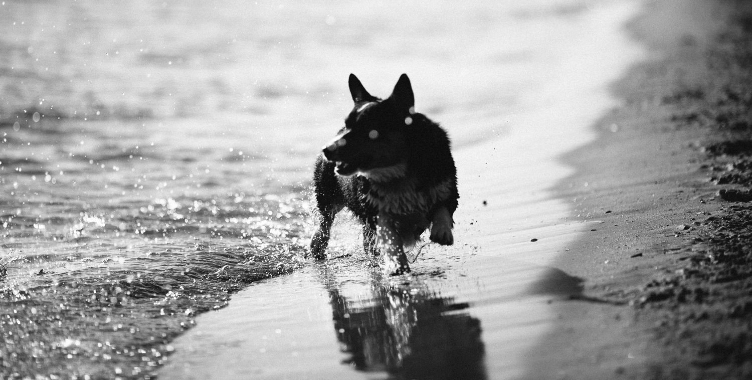 Black dog splashing through ocean waves on a beach in black and white photo.
