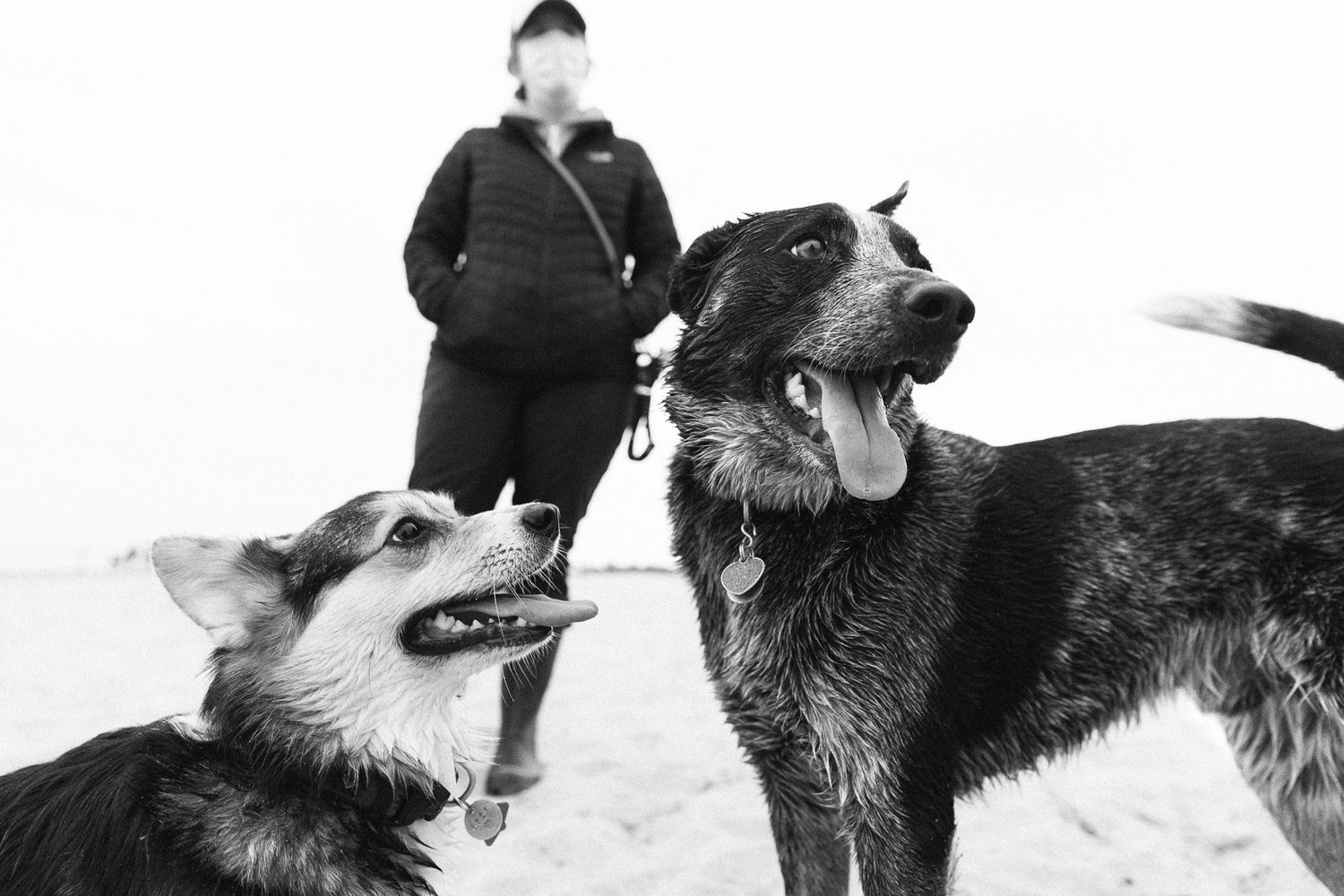 Two wet dogs, a Corgi and a mixed breed, interacting on a beach with an owner standing behind.