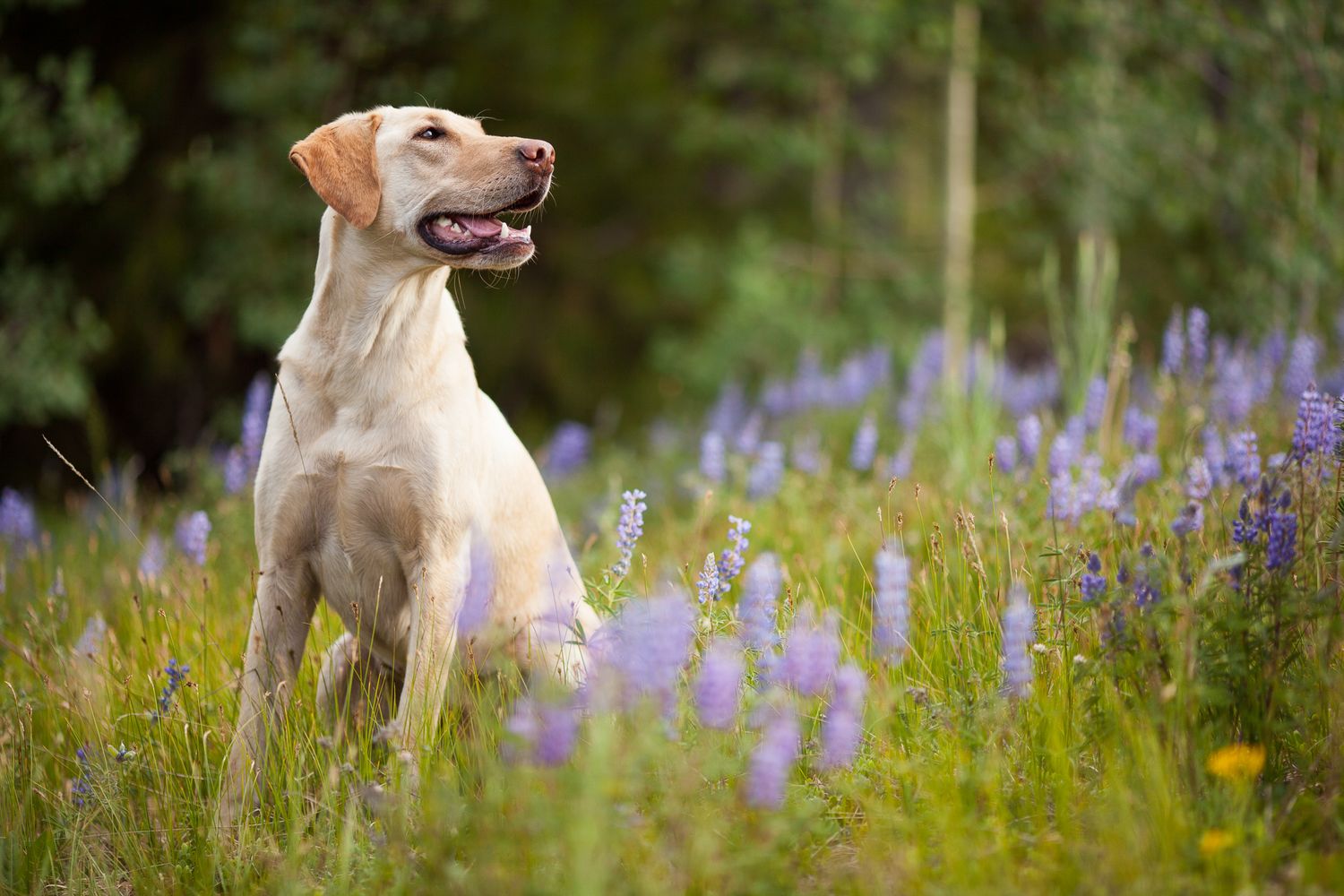 Yellow Labrador Retriever sitting alert among purple wildflowers in a lush green meadow.