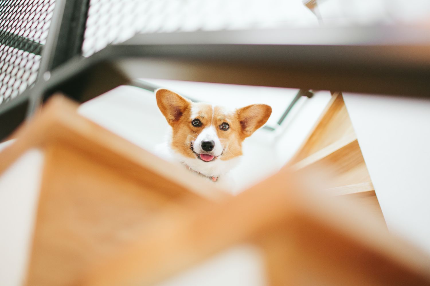 Cute Corgi puppy looking up through wooden staircase railings with bright eyes.