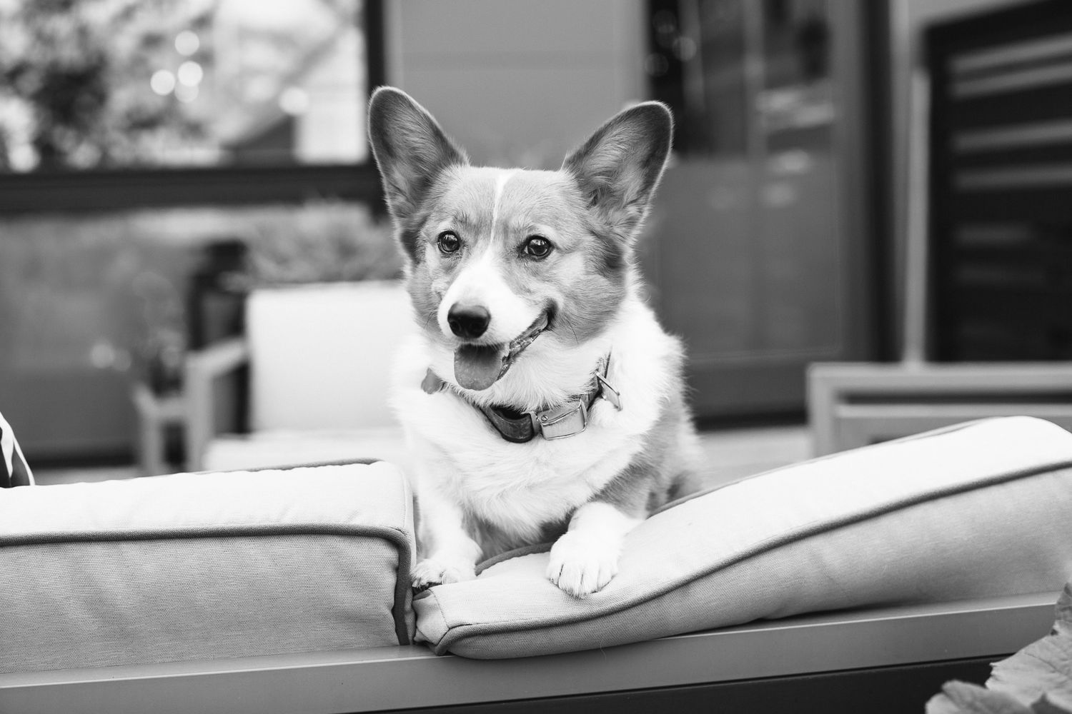 A black and white photo of a Corgi dog resting its paws on an outdoor cushioned chair looking alert.