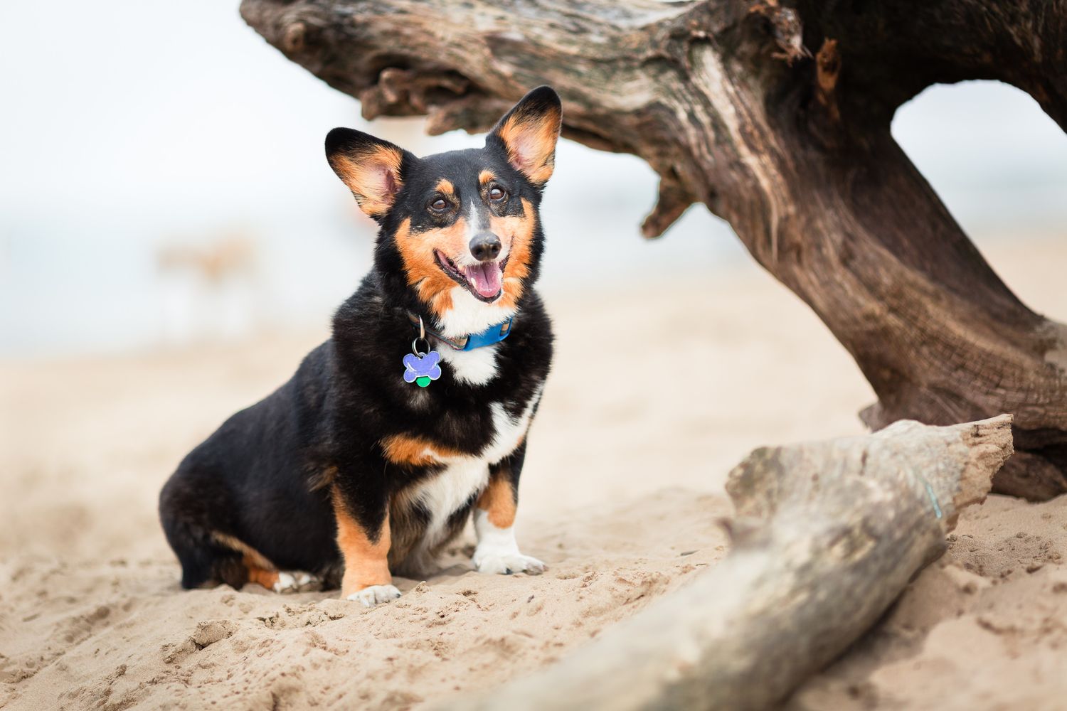 Black and tan Corgi dog sitting on sandy beach near driftwood with blue collar.