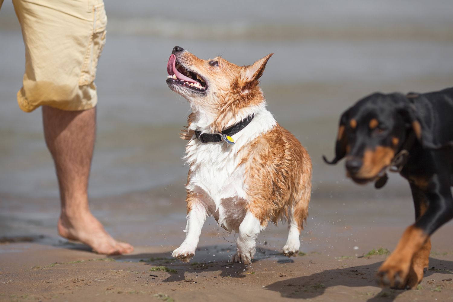 Wet corgi barking excitedly at owner on sandy beach with doberman nearby.