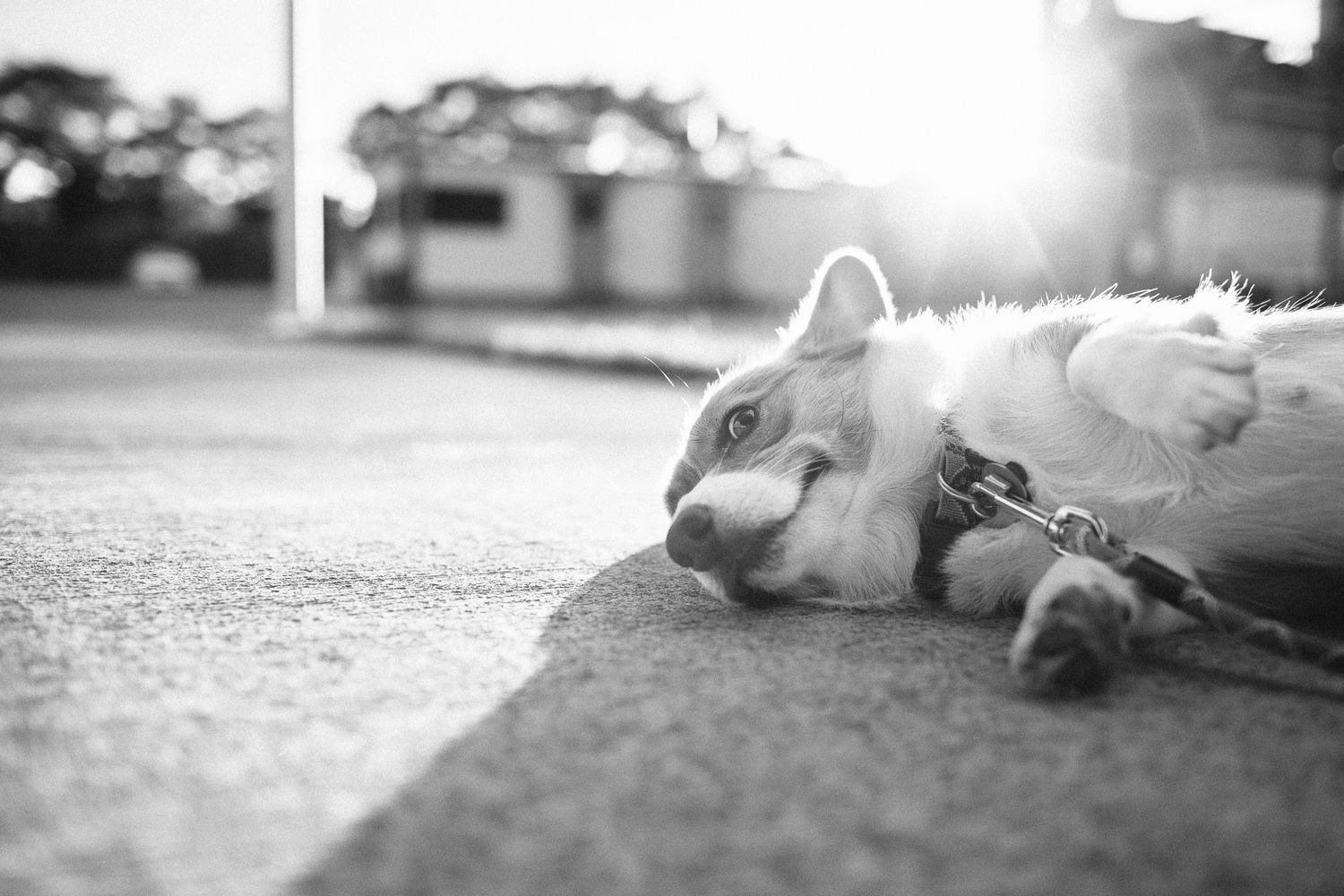 Black and white photo of a tired dog lying on pavement in sunlight on a leash.