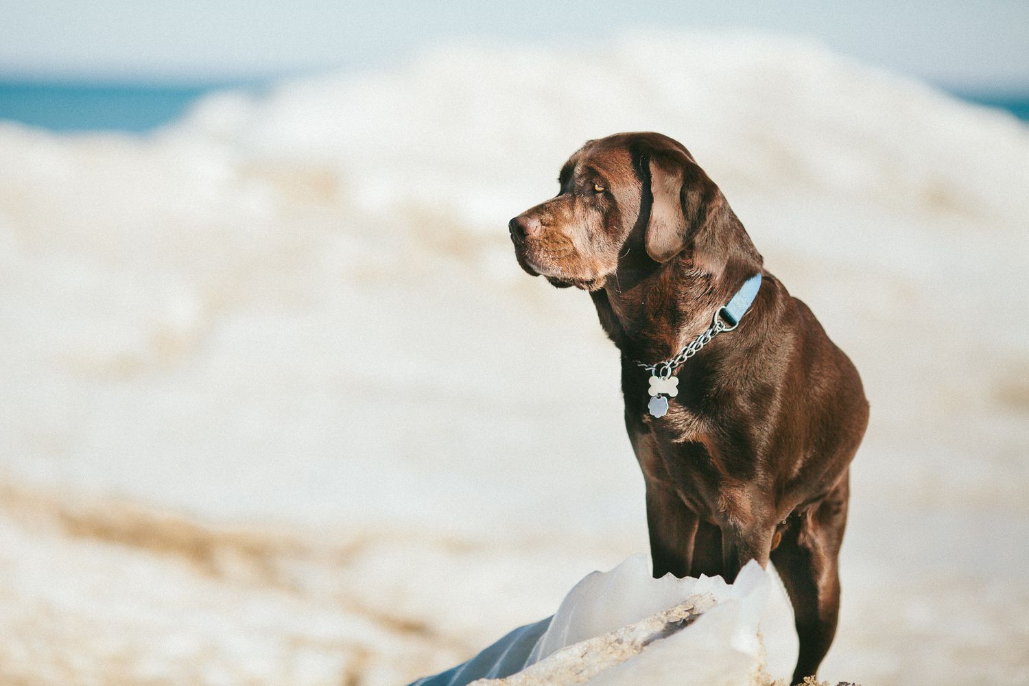 Chocolate Labrador Retriever wearing collar sitting on rocks at beach, gazing at ocean horizon.