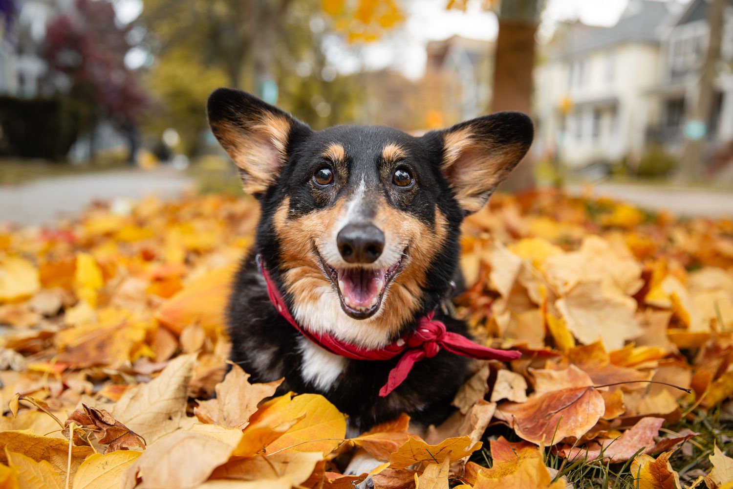 A happy Corgi dog wearing a red bandana playing in a pile of colorful autumn leaves outdoors.