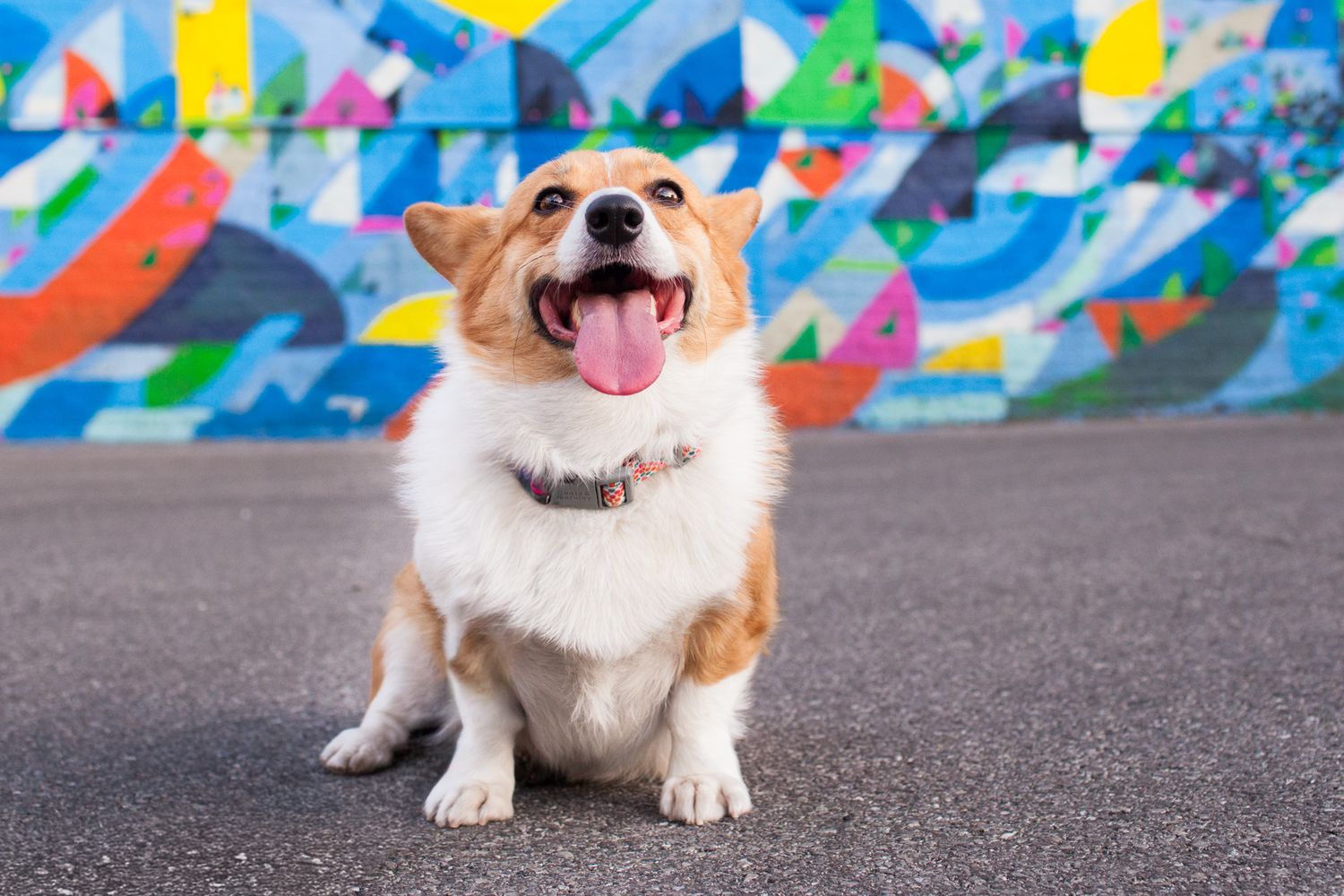 Happy Corgi dog sitting on pavement with tongue out in front of colorful mural.