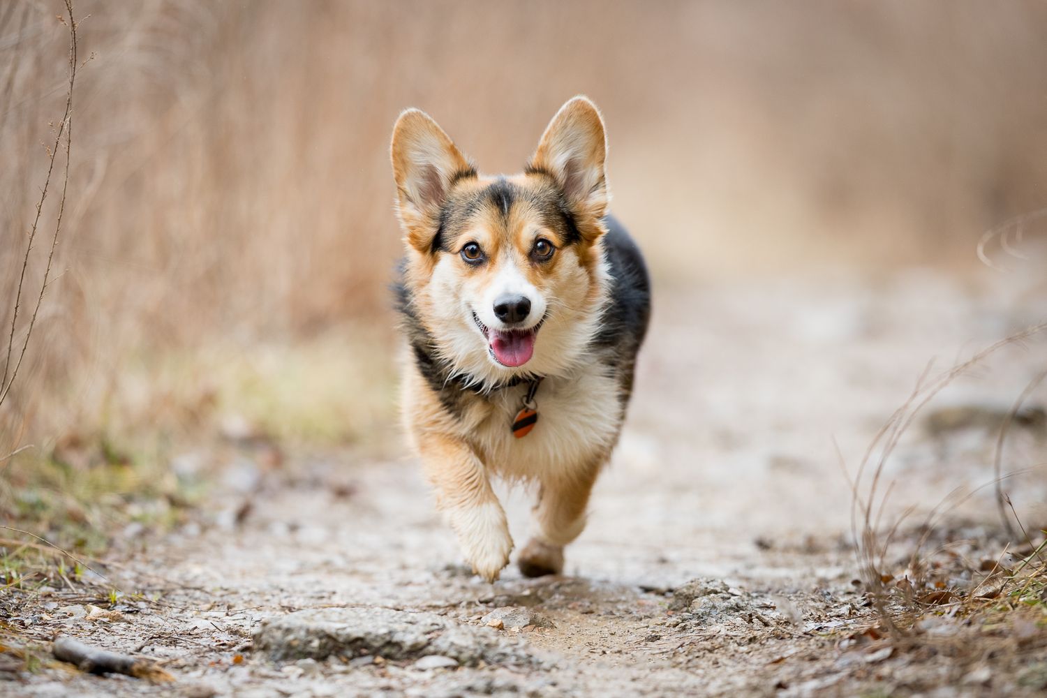 An energetic Corgi dog running along a dirt path through a field with tongue out and ears up.