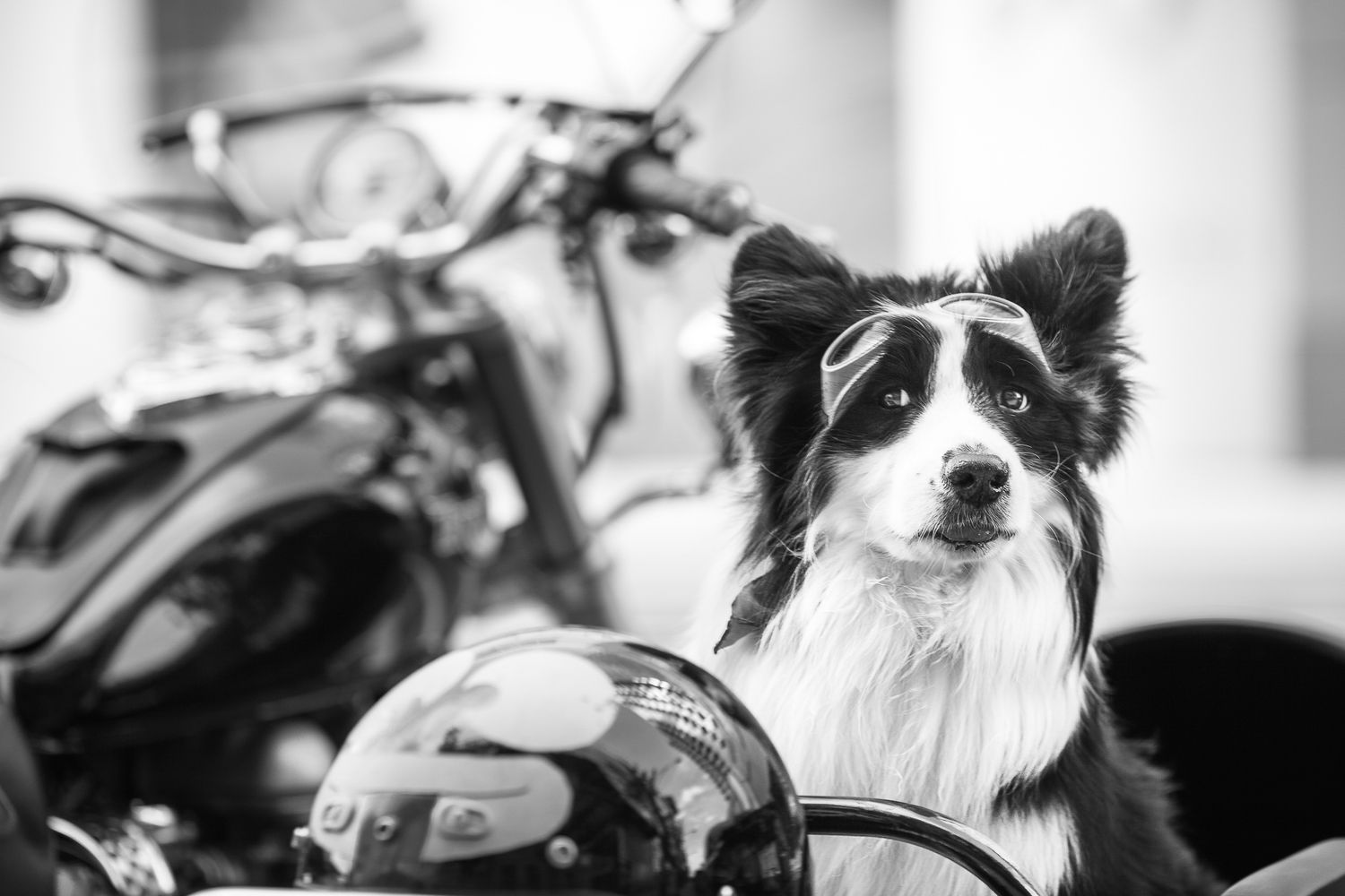 Black and white Border Collie dog posing beside a motorcycle with a helmet.