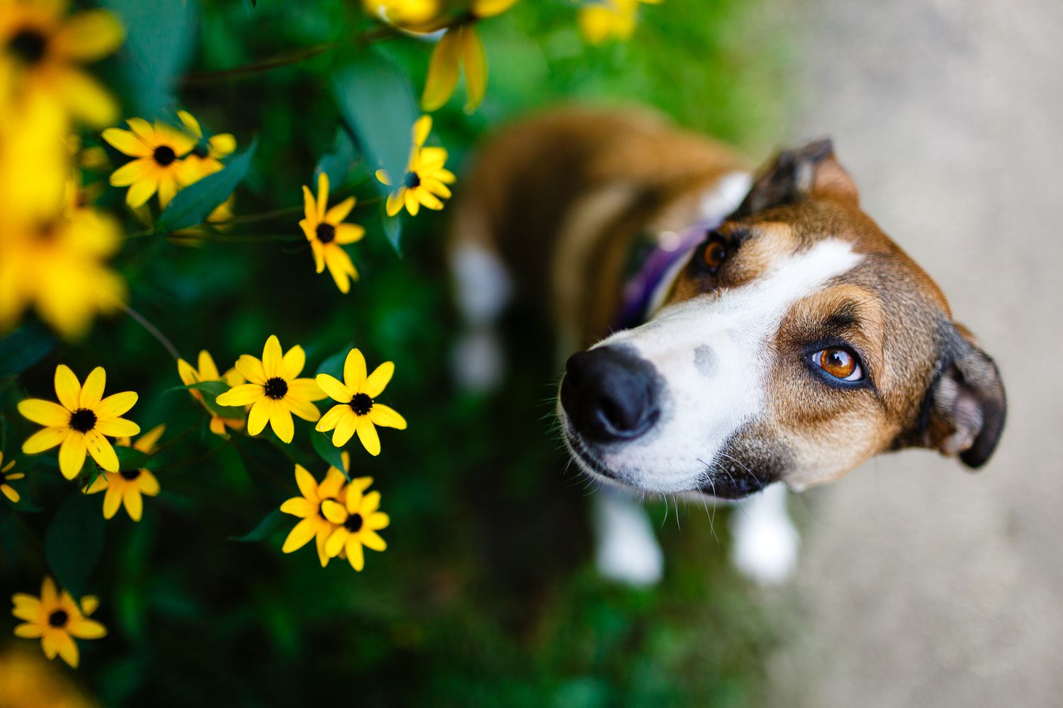 Brown and white dog looking up at the camera surrounded by bright yellow flowers.