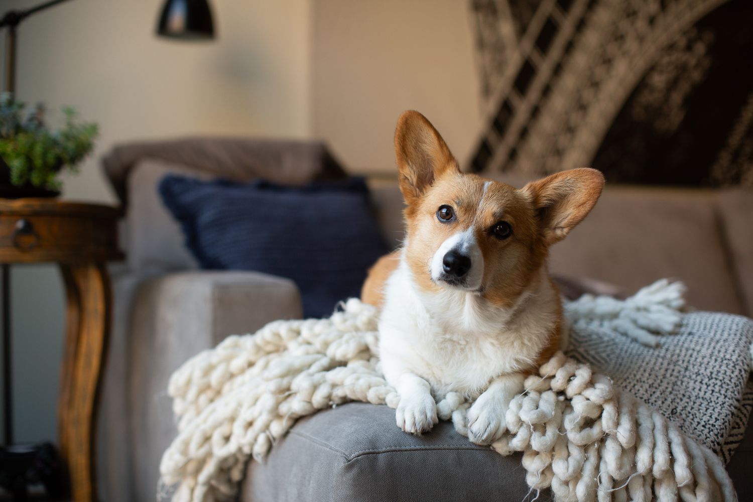 A cute Corgi dog resting on a chunky knit blanket on a gray couch in a cozy living room.
