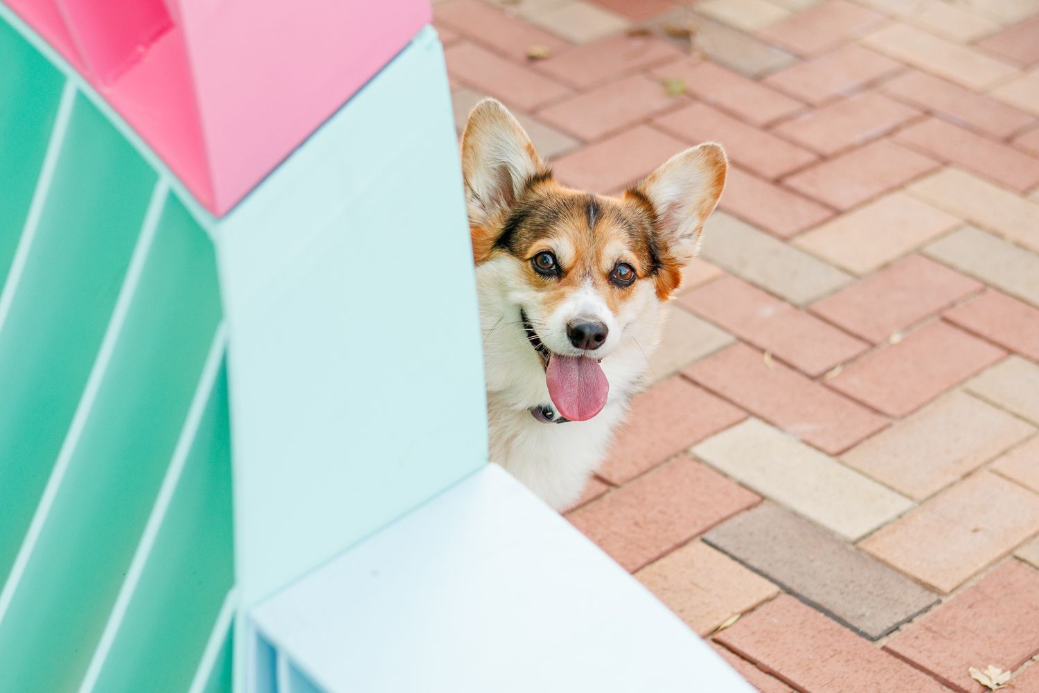 A playful Corgi dog peeking around a colorful pastel corner on a brick sidewalk with tongue out.