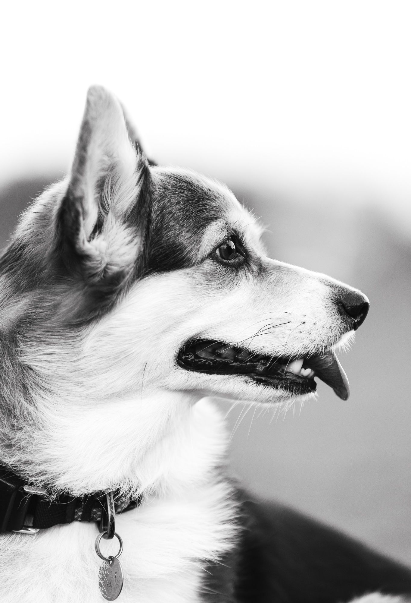 Black and white close-up portrait of a Corgi dog wearing a collar, looking sideways with mouth open.