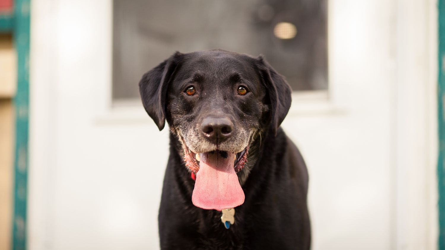 A friendly black Labrador with a long pink tongue sitting near a white door, looking directly at camera.