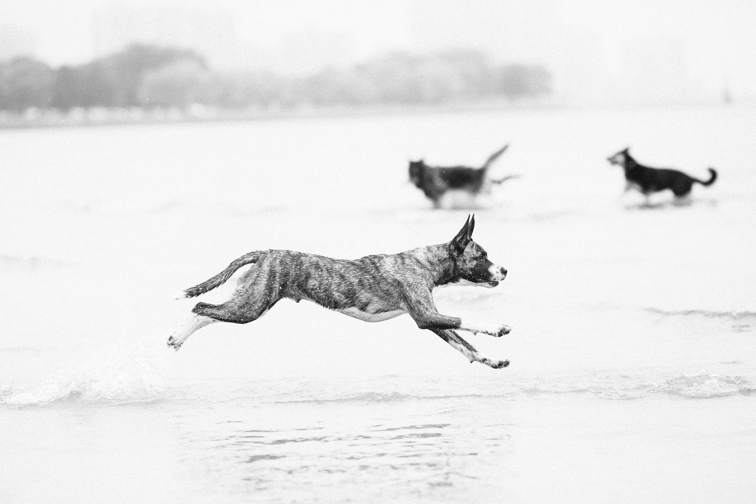 Brindle dog leaping over ocean waves on beach with two dogs running behind.