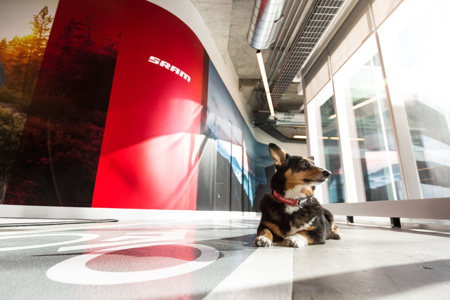 Small dog resting on the floor inside a modern Saab dealership showroom.