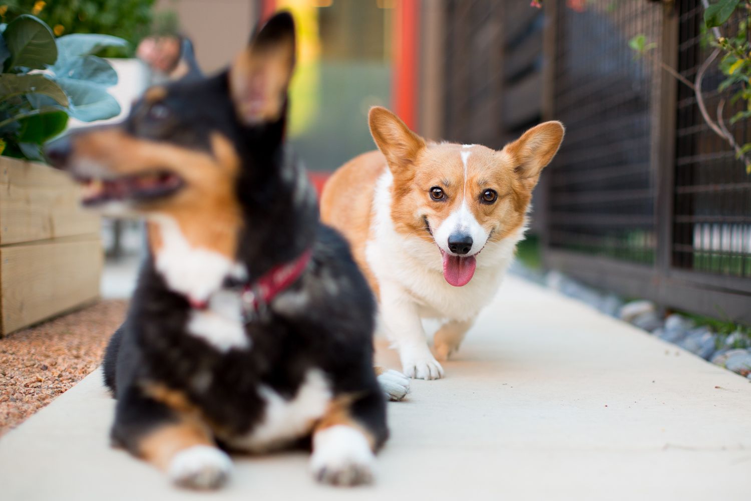 Two Corgi dogs on a walkway, one running toward camera with tongue out happily.