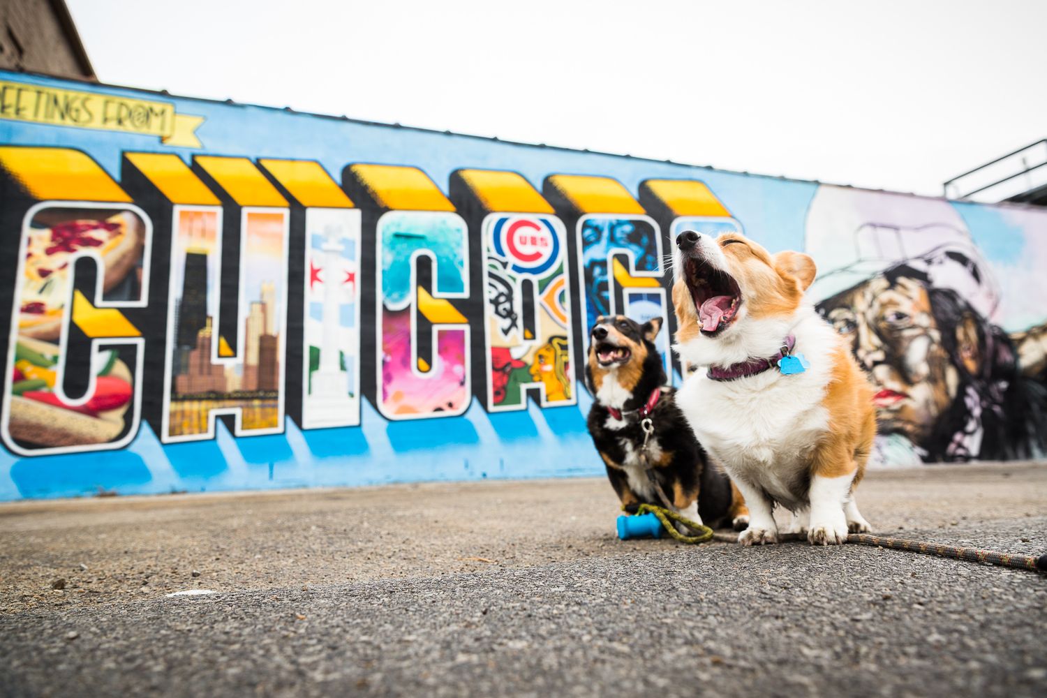 Two Corgi dogs posing in front of a colorful Greetings from Chicago graffiti mural.