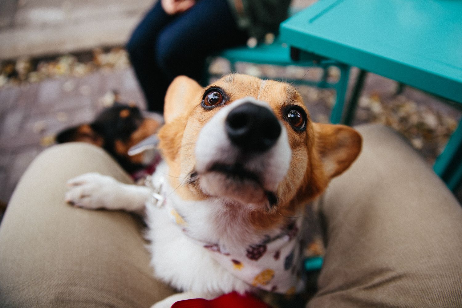 A happy Corgi dog looking up with big brown eyes while resting its paws on an outdoor chair.