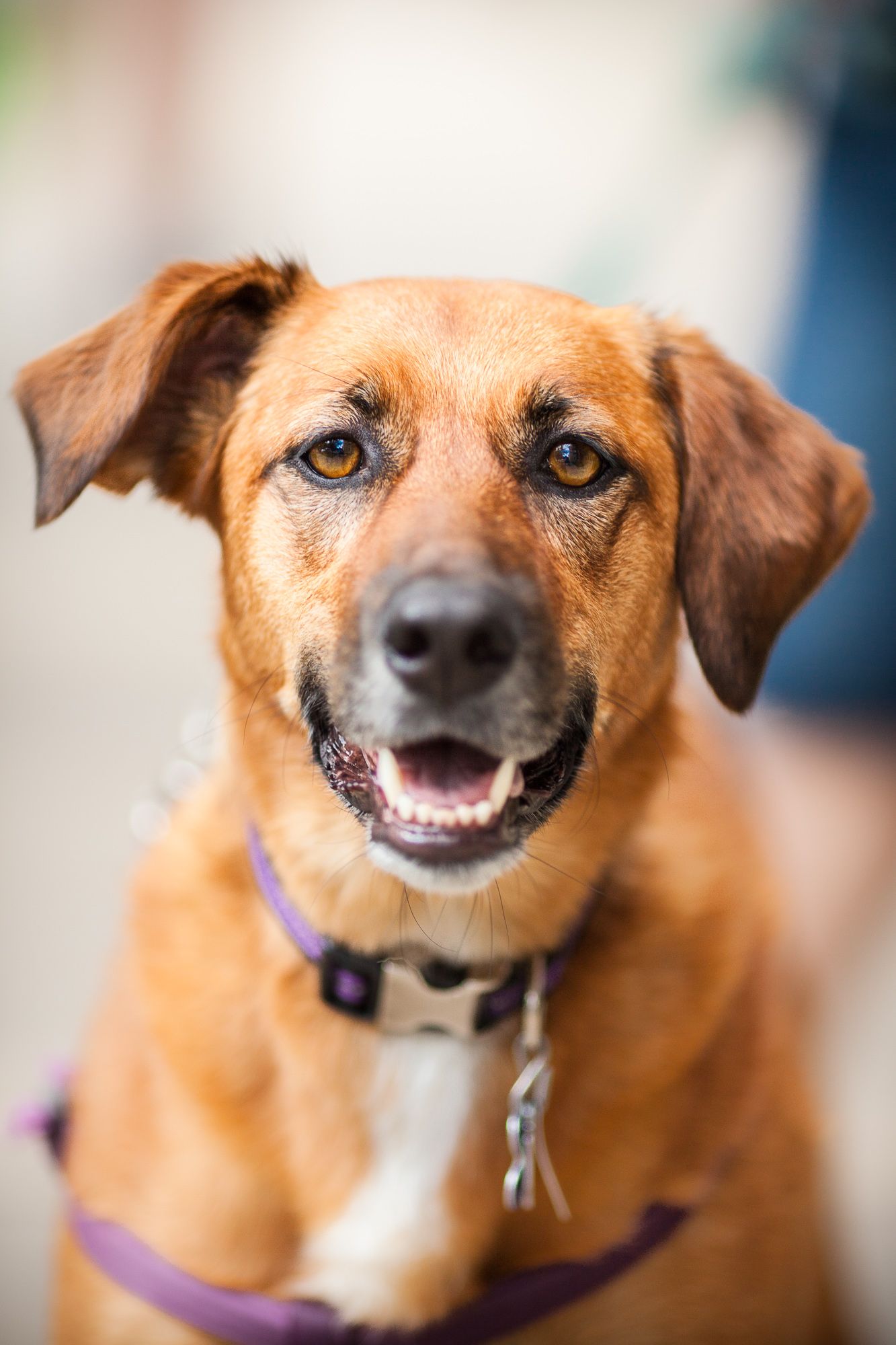 Friendly brown mixed-breed dog with amber eyes sits wearing a purple harness and collar.
