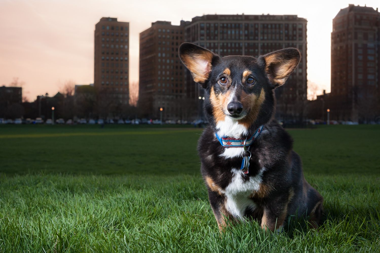 Small black and tan mixed breed dog sitting on green grass in urban park with city buildings at dusk.