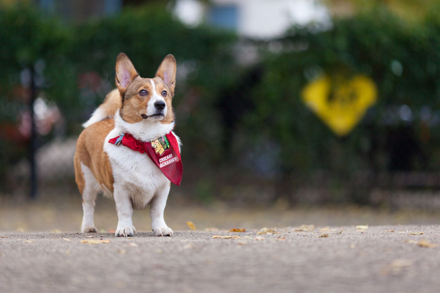 Adorable Corgi dog wearing a red bandana standing on a gravel path outdoors.