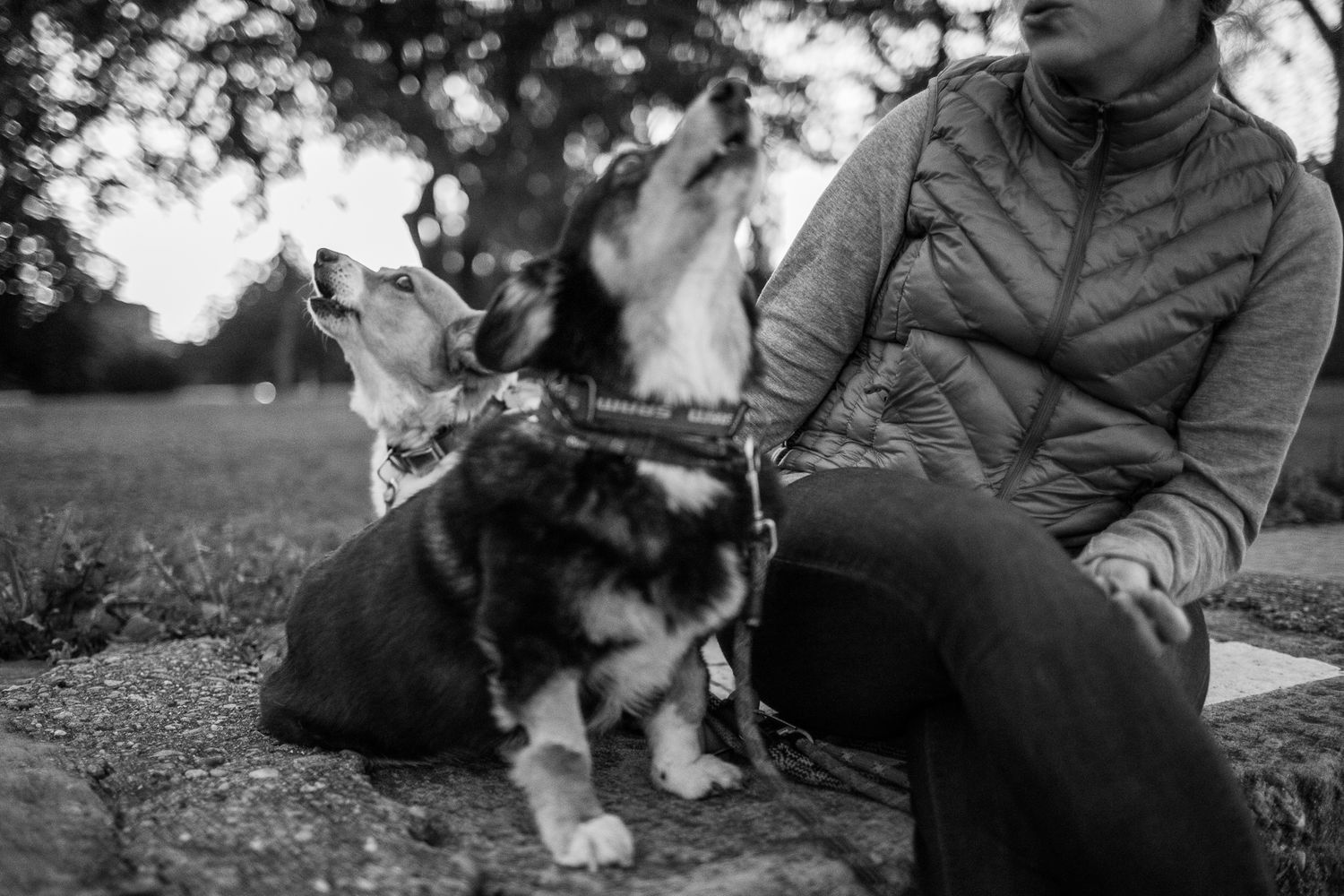 Two Corgi dogs looking up at woman sitting on stone ledge, black and white outdoor photo.