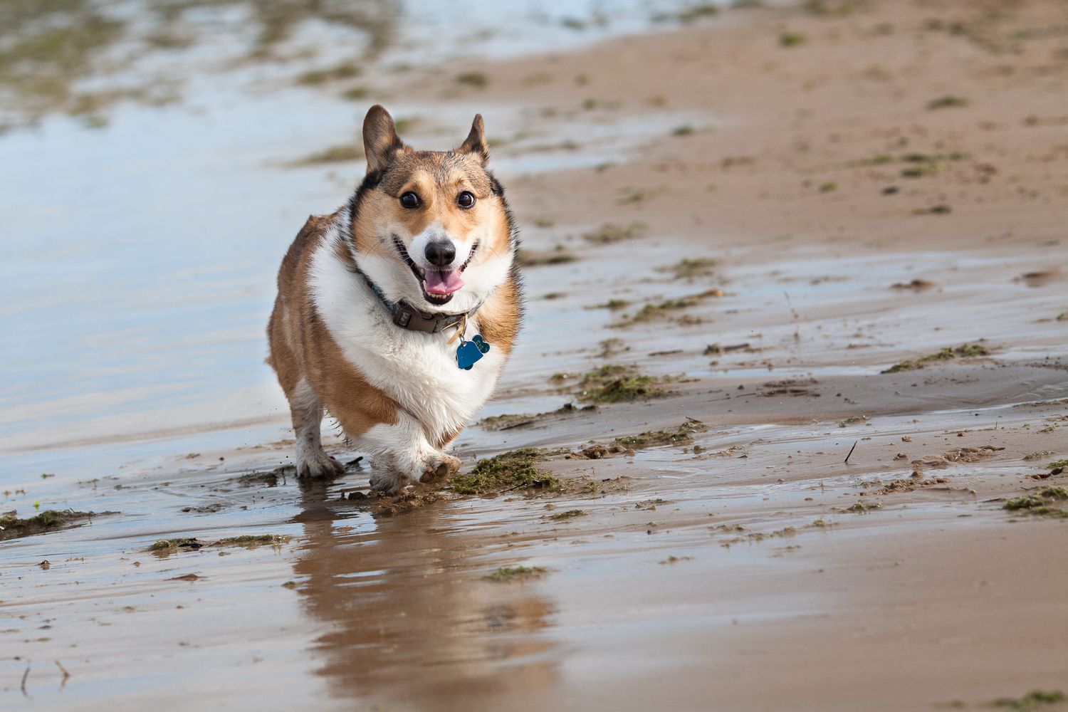 Happy corgi running through shallow water on a sandy beach with tongue out.