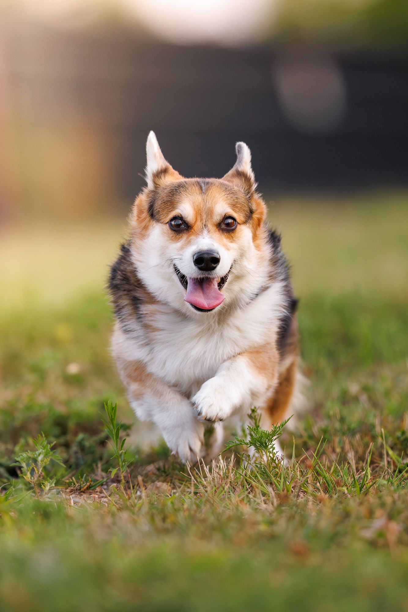 A happy Corgi dog runs through green grass with tongue out in a sunny outdoor setting.