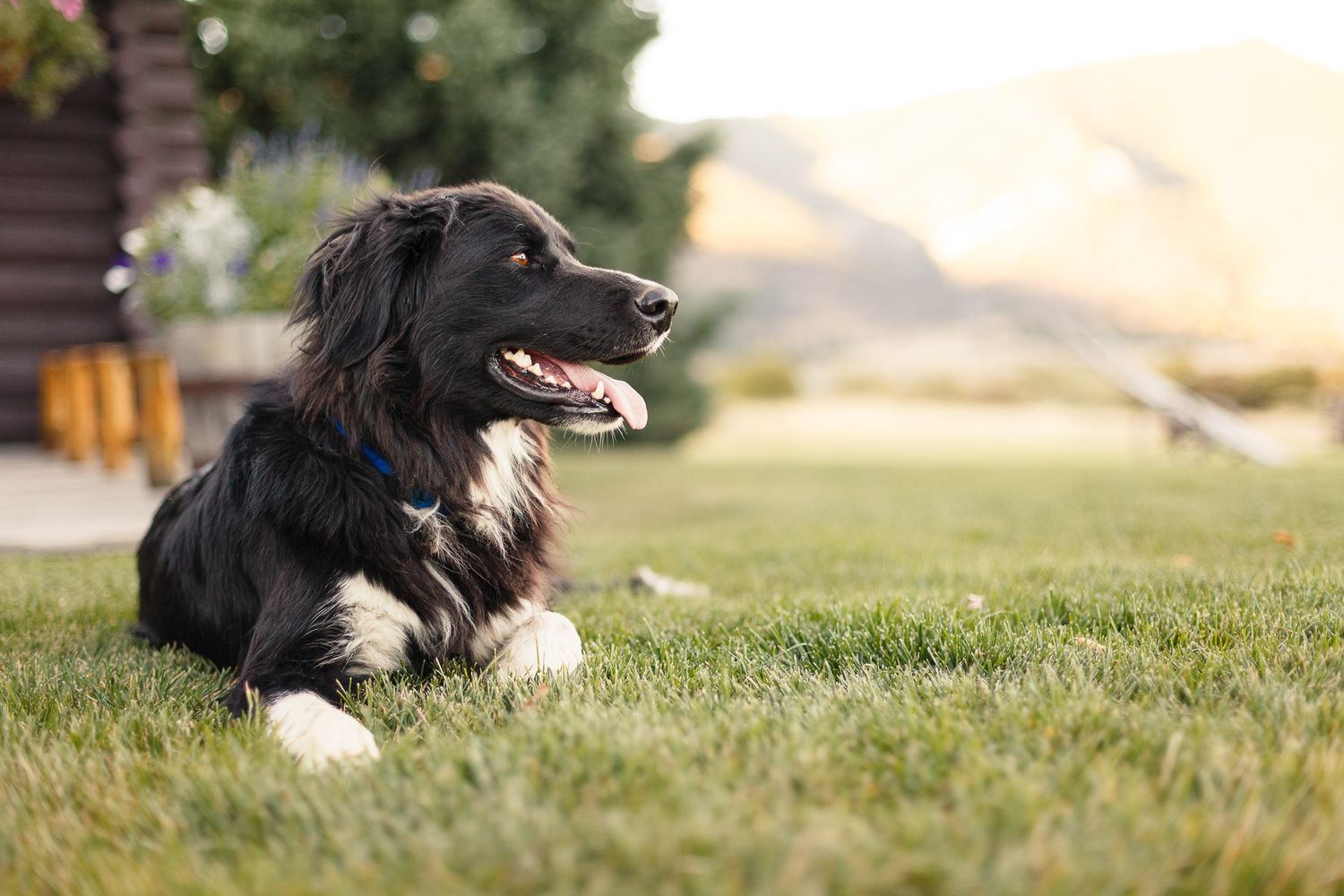 Fluffy black and white dog lying on green grass in a sunny backyard setting.