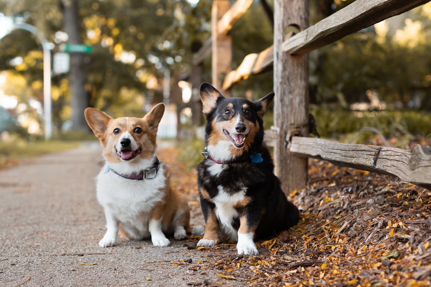 Two happy Corgi dogs sitting side by side on a sunlit pathway next to a wooden fence outdoors.