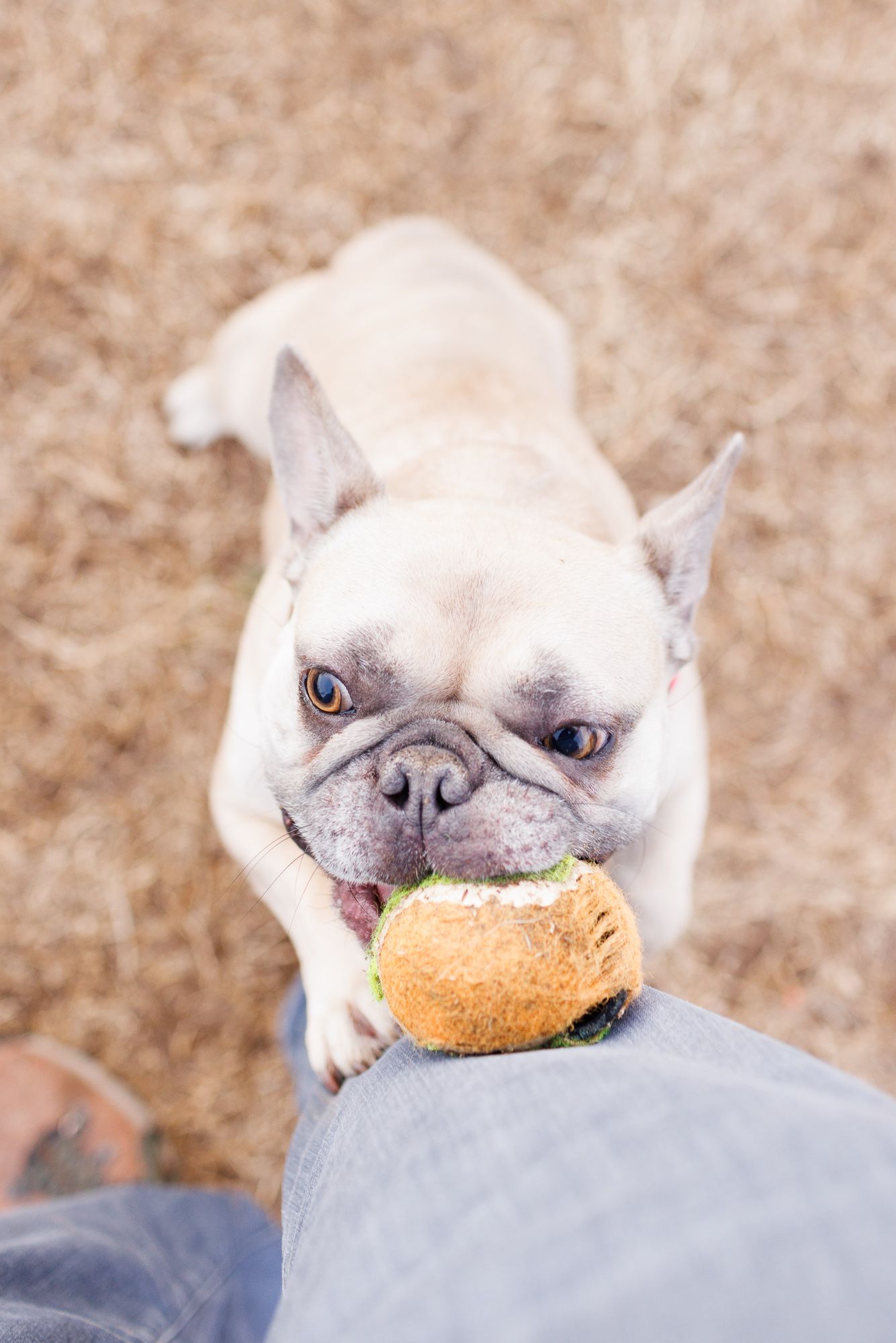 French Bulldog chewing on a toy hamburger while looking up at its owner from below.